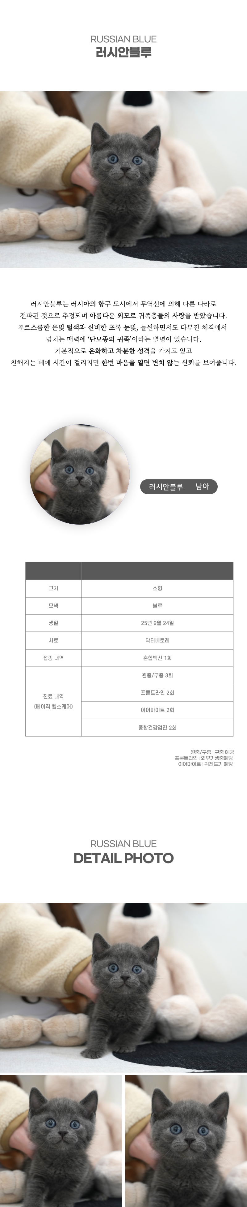 러시안블루_상세이미지_2